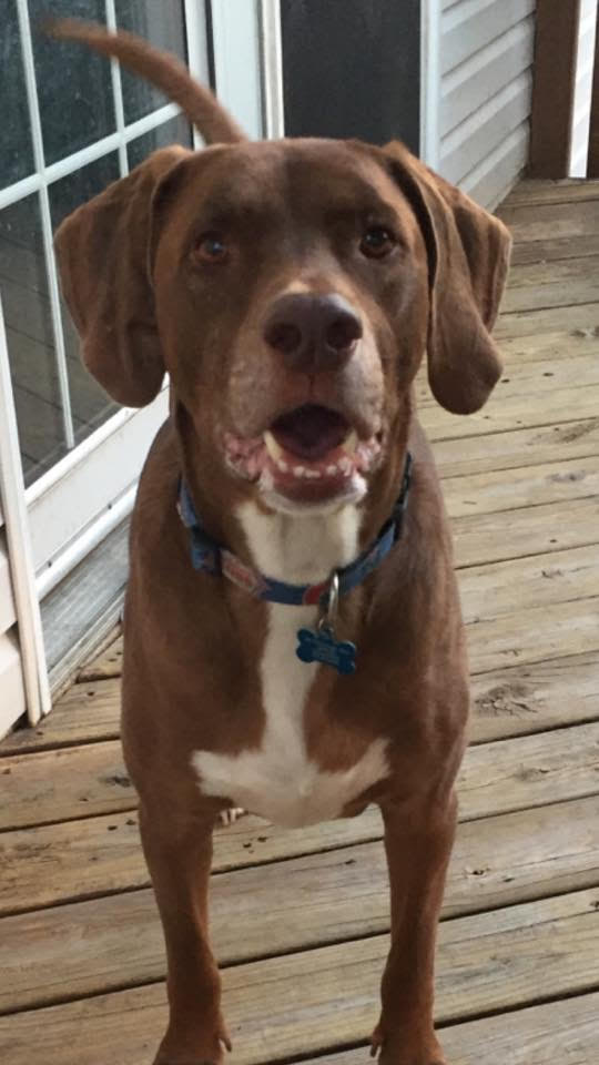 chocolate lab 